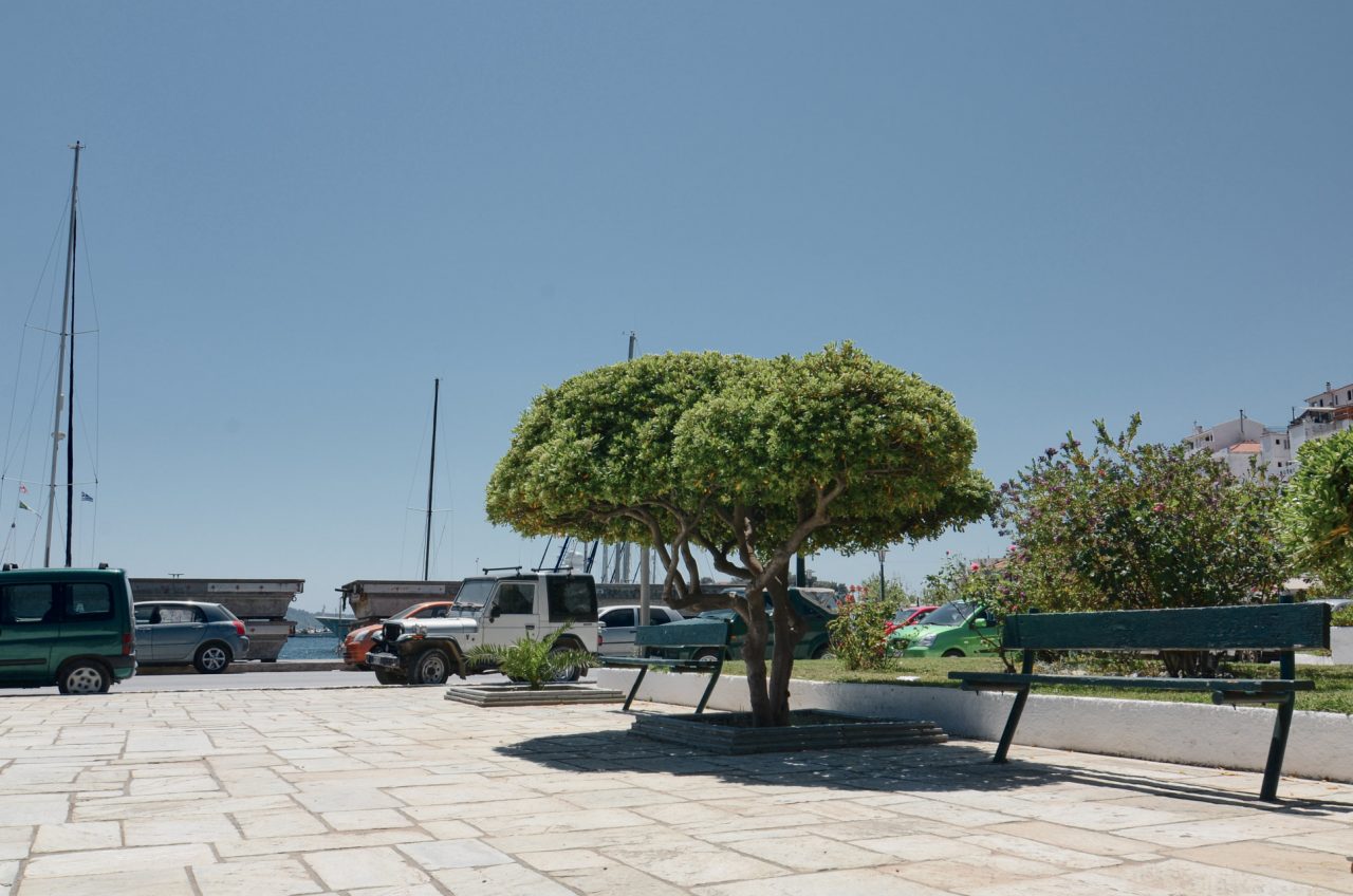 Tree in Marina, Skiathos Town