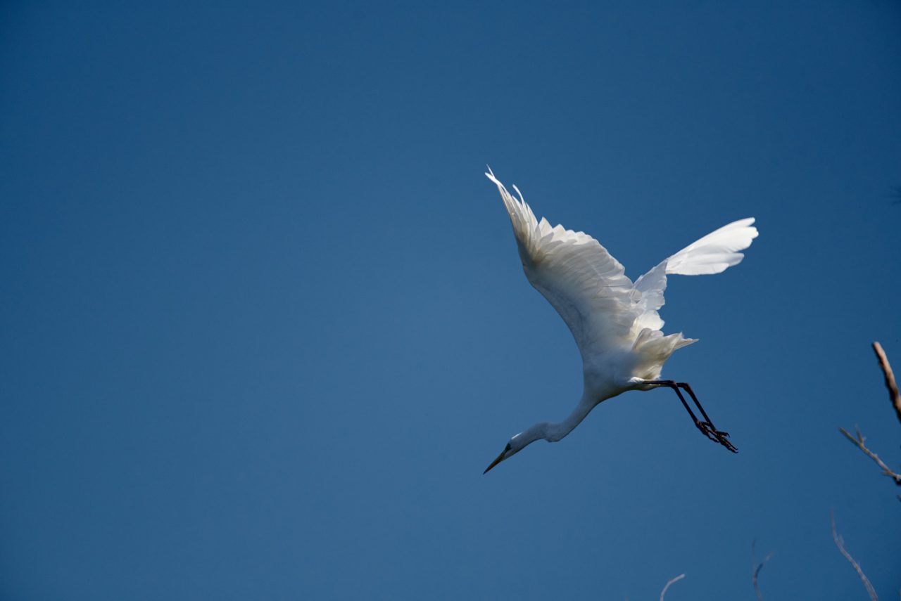 The Great Egret (Ardea Alba) in Danube Delta