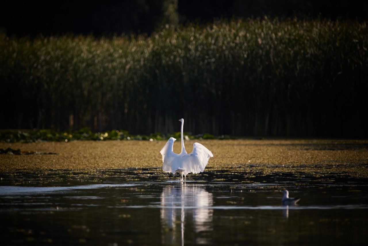 The Great Egret (Ardea Alba) in Danube Delta