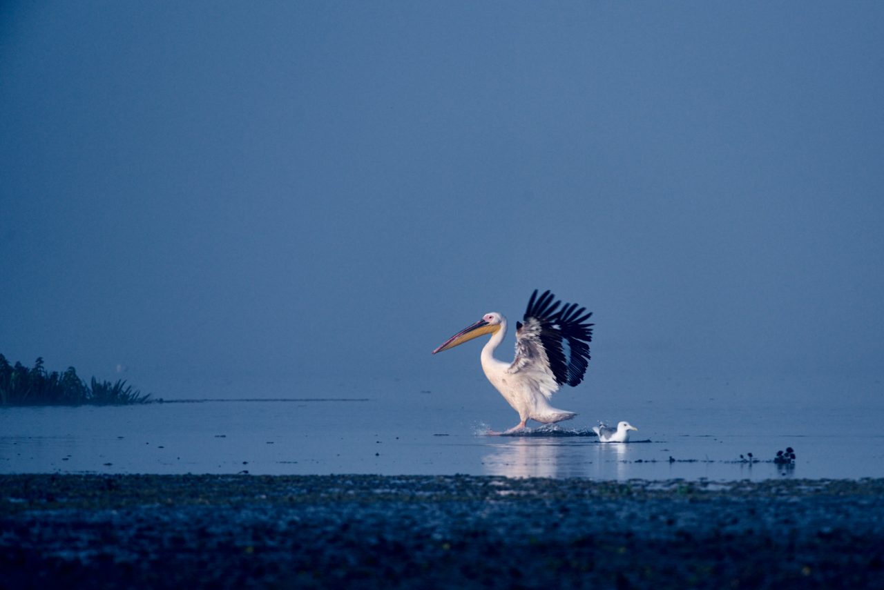 Danube Delta Photographed by Lucian Niculescu